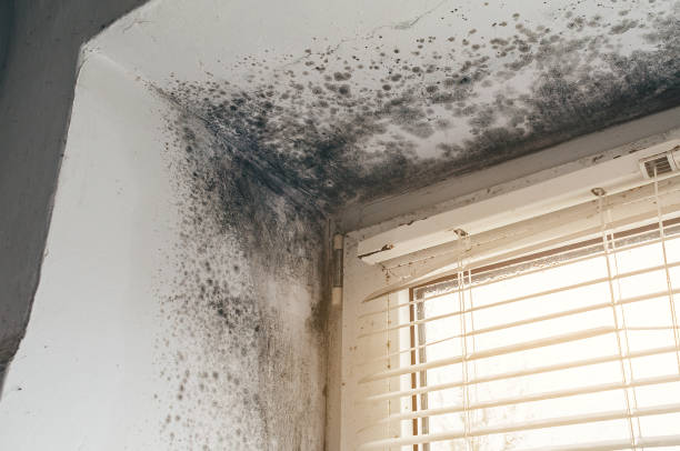 Affordable Basement Mold Remediation solutions in Richmond, KY