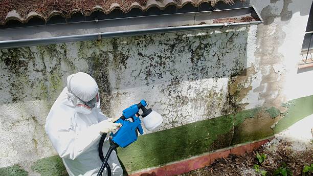 Top rated local Basement Mold Remediation specialists in Richmond, KY